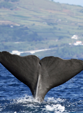 Açores : Les perles de l'Atlantique