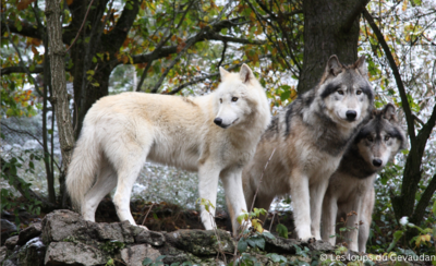 Au cœur de la vie sauvage