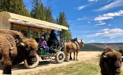 Au cœur de la vie sauvage